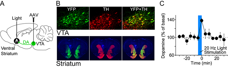 Three panel figure depicting the viral optogenetic schematic, staining and dopaminergic release in striatum